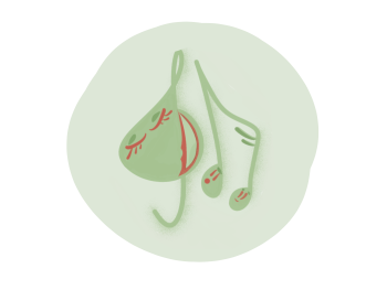 harmonia